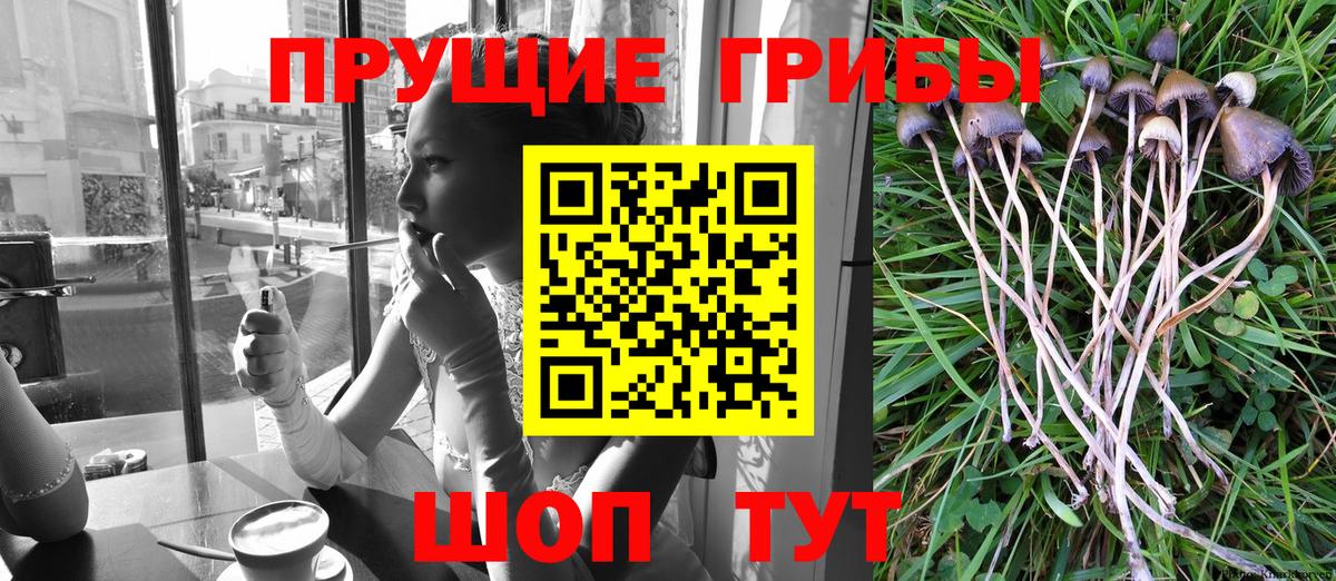 Псилоцибиновые грибы GOLDEN TEACHER  Тобольск 